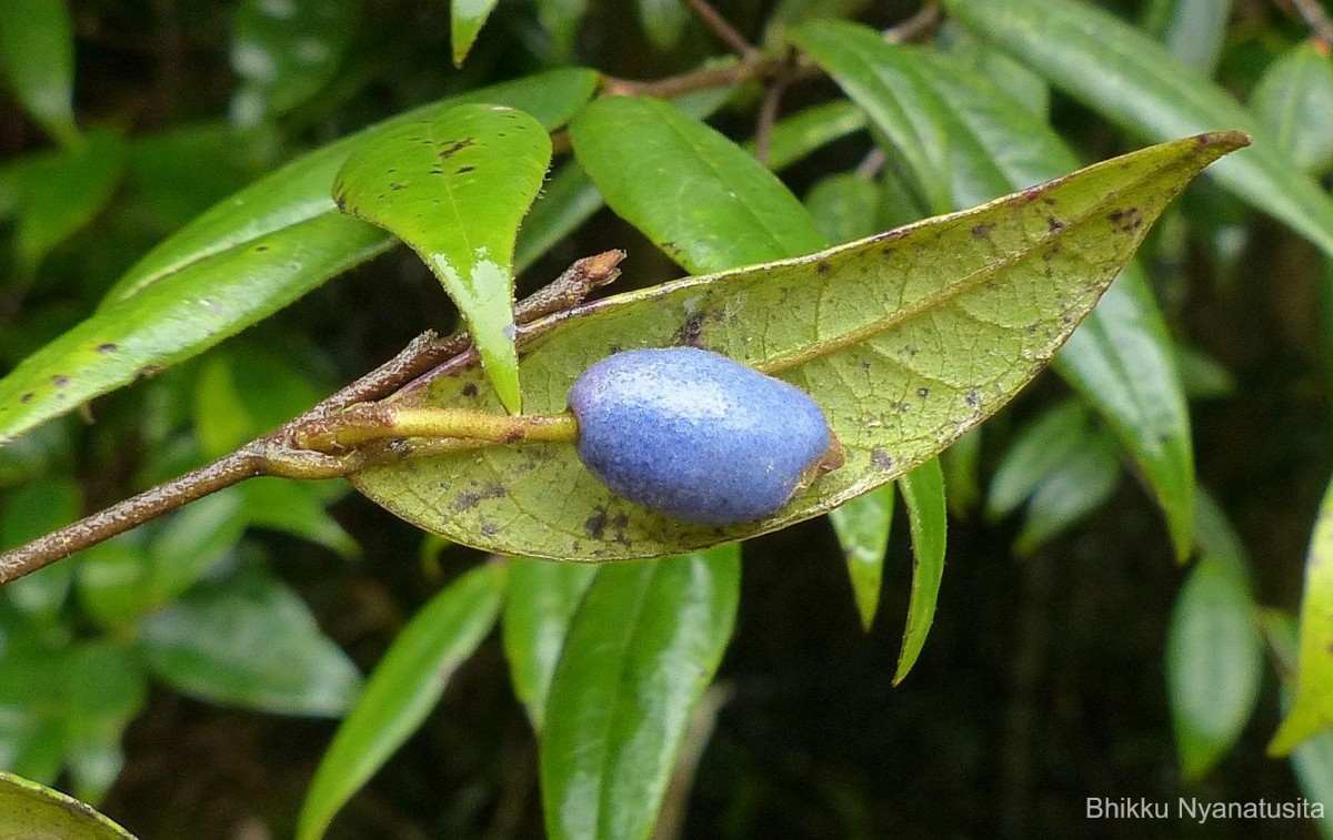 Symplocos diversifolia